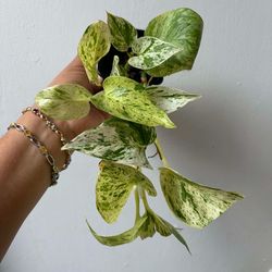 Snow queen pothos
