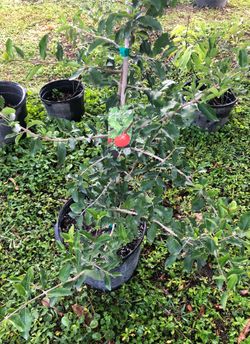 Barbados Cherry Tree