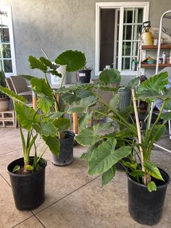 Alocasia Gageana