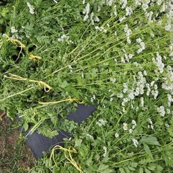 Giant Wild Feverfew Bundles 