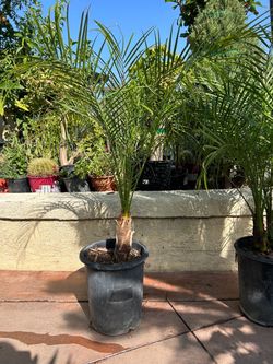 Pygmy date palm tree