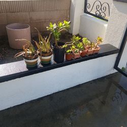 Plantas