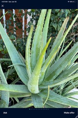 2 plants and tools