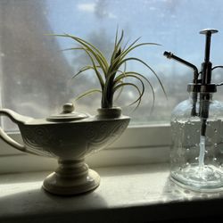 Magic Genie Lamp Air Plant with Spritzer