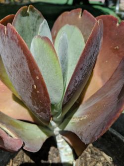 Kalanchoe luciae “Flapjacks”
aka Dragon Fire Succulent. Rooted And Ready To Plant. Four Available. This Is The Pink Colored Variety. Easy To Plan