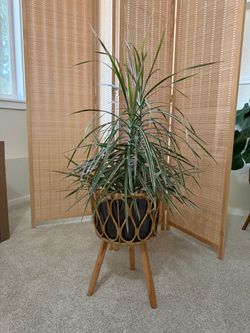 Rattan Plant Stand and Plant
