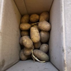 Free Seed Potatoes