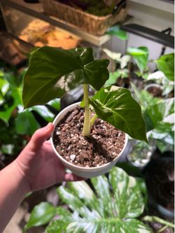 Alocasia Low Rider