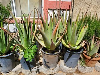 Aloe Vera, Agave, Nopal Cactus 🌵