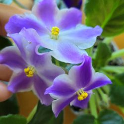 Gorgeous Large Growing African Violets  Flowers Also Grow Large