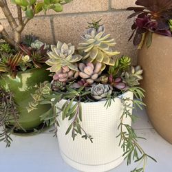 Succulent Arrangement $25 Each 