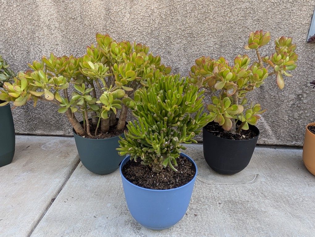 3 Jade Succulents