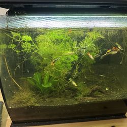 Fluval flex 10 gallons