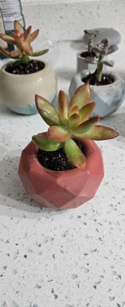 Succulent in Geometric Ceramic Pot 4 inches