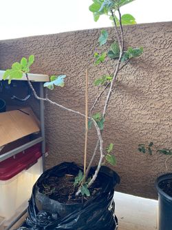 10 gallon felt pot turkey tail fig tree