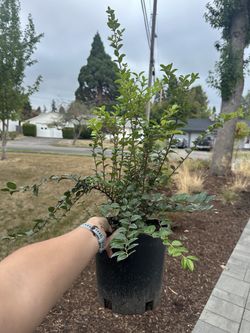 Native Plant: Evergreen Huckleberry (Vaccinium ovatum) - 2 Gallon