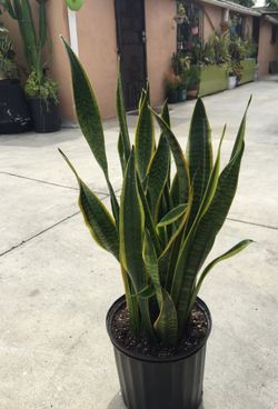 Snake Plant 10”