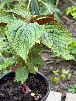 Perilla plant