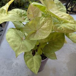 Succulents, Cactus, Aloe Vera And Spider Plants