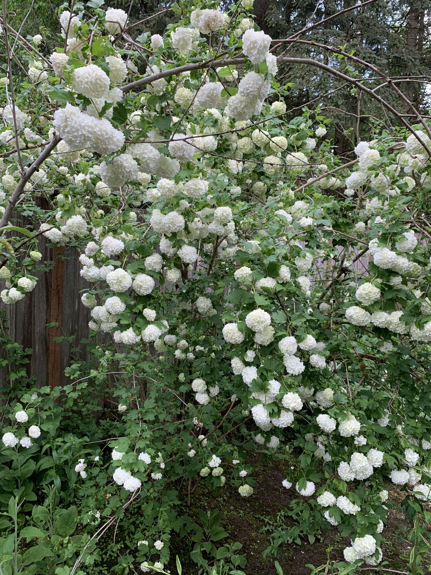 Eastern Snowball Plant