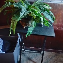 Fake Fern Plant