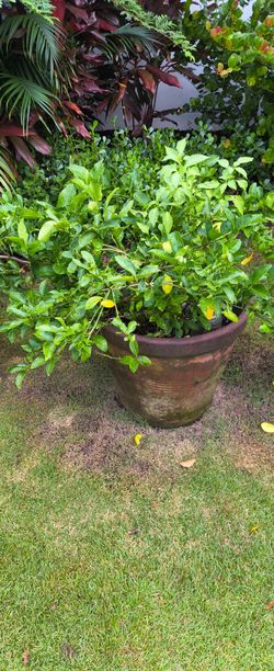 Lime tree in huge pot. Has been fruiting consistently.
