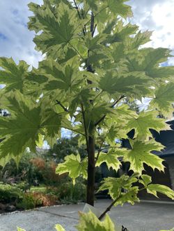 ‘Drummond’ maple trees