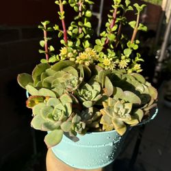 Beautiful Succulent Arrangement 