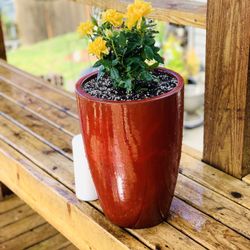 Live outdoor mini rose 🌹 bush plant in a red Le Beau ceramic planter pot—firm price