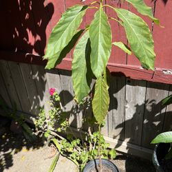 Plant