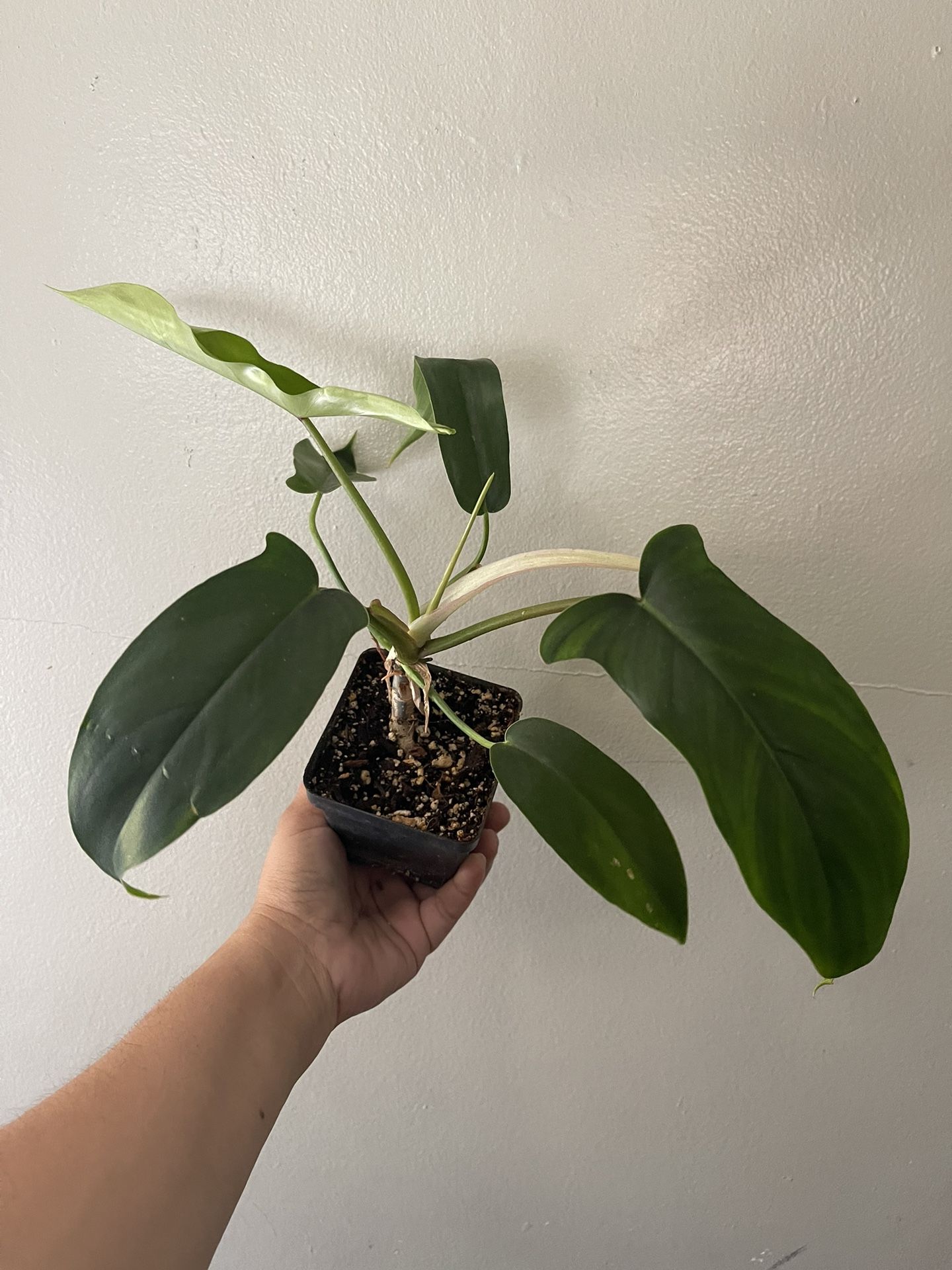 4 Philodendron 69686