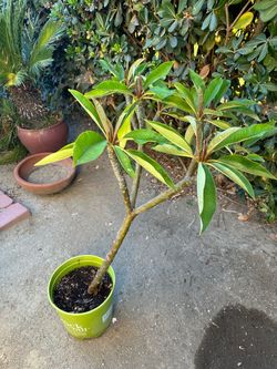 Plumeria Plant
