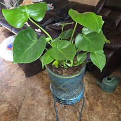 Healthy Monstera Plant In New 10in Ceramic Pot 