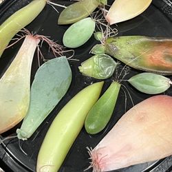 Succulent Babies 13 Varieties. Sammamish, Beaver Lake 