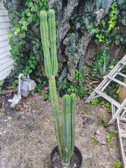 Rooted San Pedro cactus multiple pieces