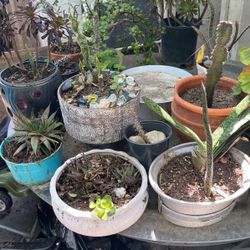 Plants 