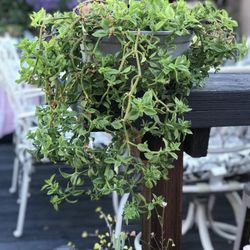 $4 Hanging/Crawling Plant