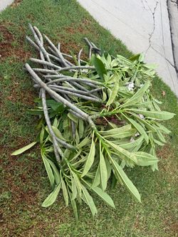 Free Plumeria Cuttings Bundle