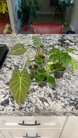 4 plant bundle