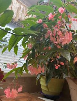 Large angel wings begonia in bloom asking for $25