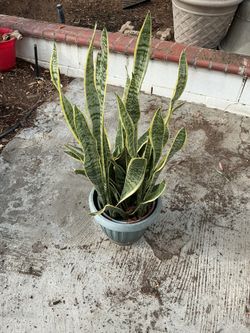 5 Gallon Snake Plant 