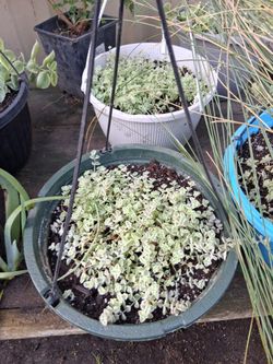 Little missy succulent basket