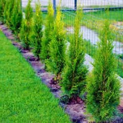 Beautiful Evergreen Privacy Trees - Green Giant Arborvitae 