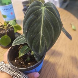 4" Philodendron Melochrysum 