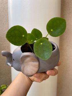 Pilea ‘ Money Plant’ with cute elephant pot