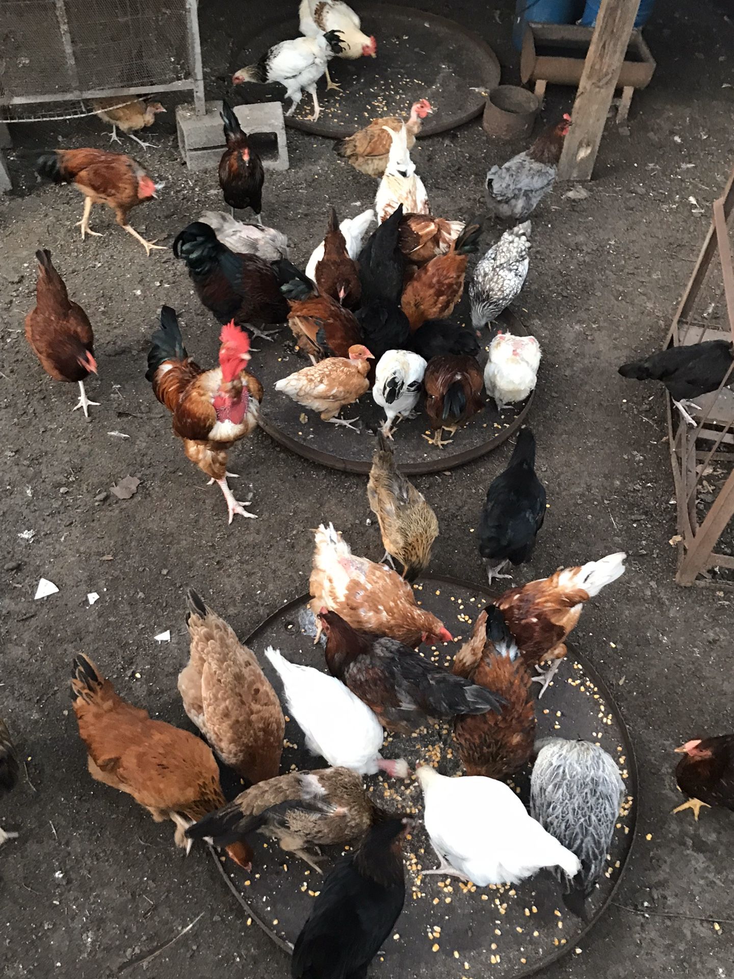 Gallinas i godornises