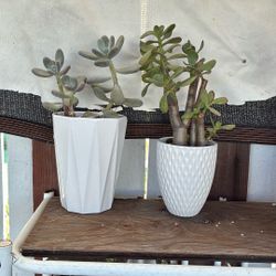 Potted Succulents 