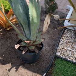 Agave Plant FREE