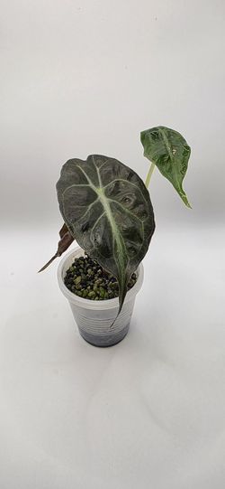 Alocasia Venom