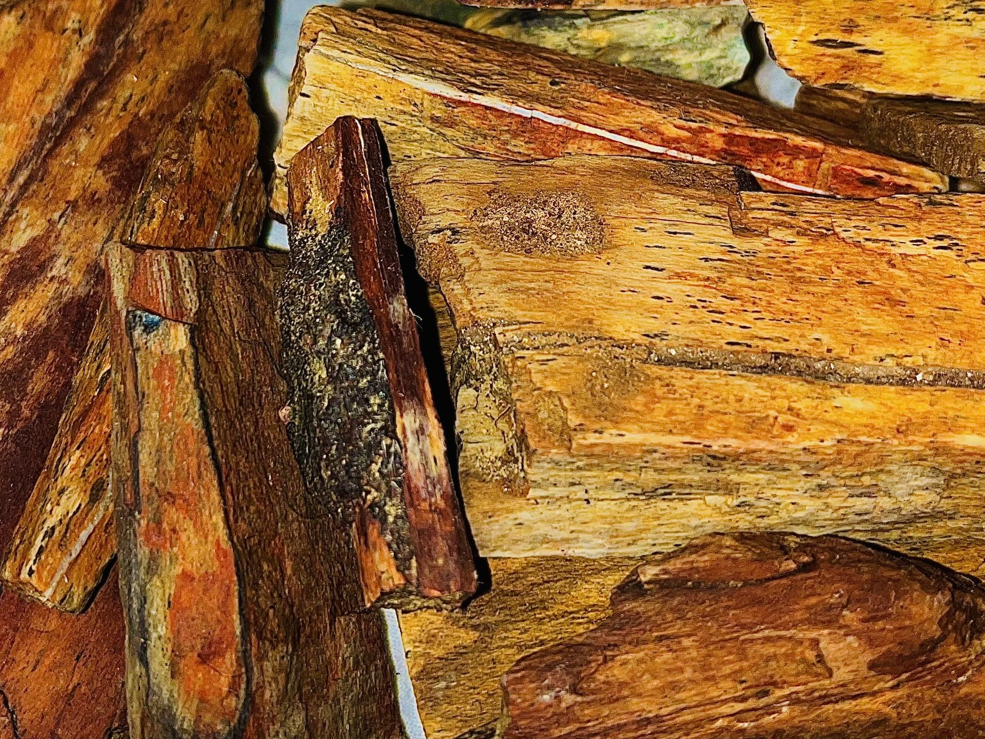 Petrified Wood